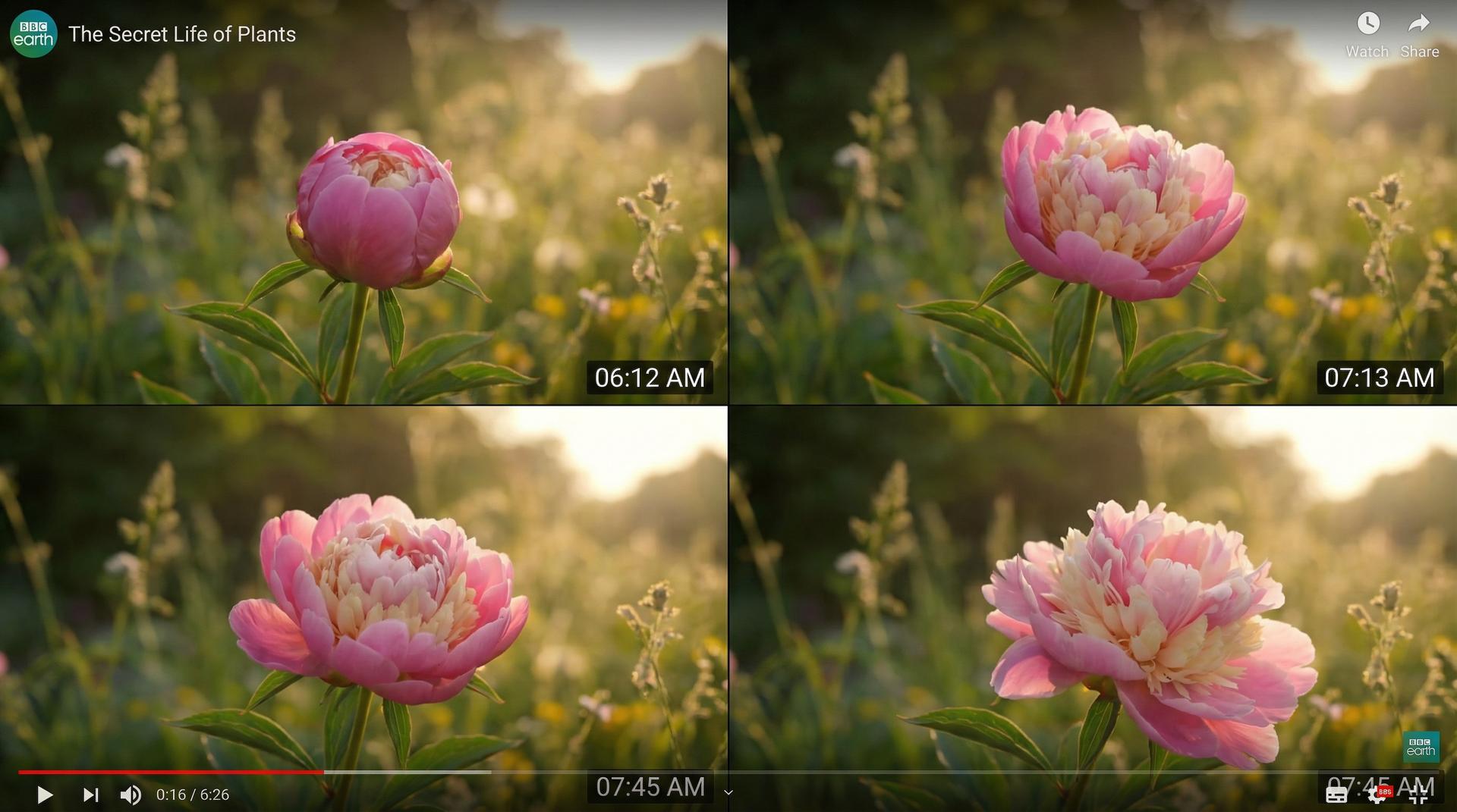 海角社区植物视频